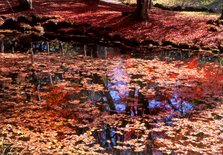 池に紅葉.jpg