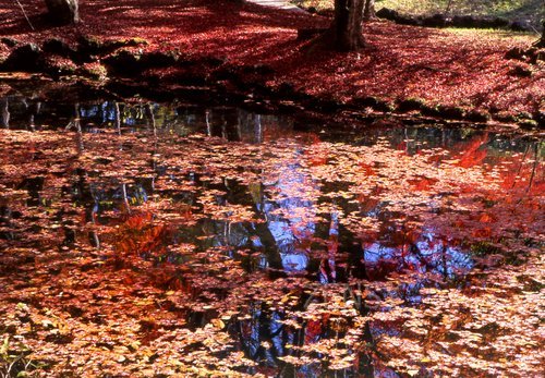 池に紅葉.jpg