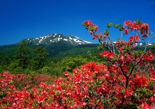 乘鞍高原　杜鹃花.jpg