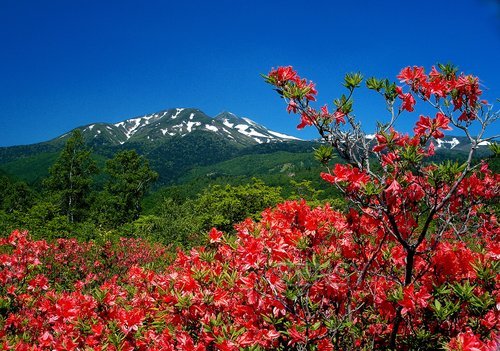 乘鞍高原　杜鹃花.jpg