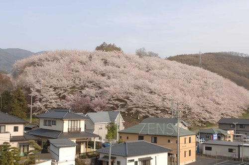弘法山　櫻花.jpg
