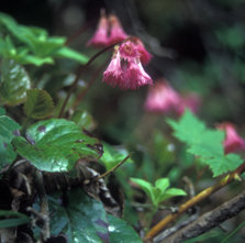 高山植物.jpg