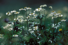 高山植物２.jpg