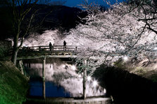 松本城　櫻花３.jpg