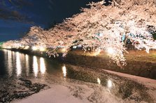 松本城　櫻花４.jpg