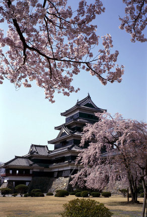 松本城　櫻花７.jpg
