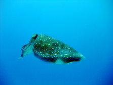 DSCF1335.jpg