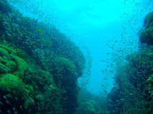 diving_720.jpg
