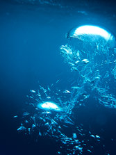 瀬底島 『南浮標』 117.jpg