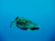 DSCF1335.jpg