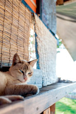 feature猫_K2Q1159.jpg