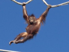 Asahiyama Zoo01.JPG
