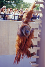 Asahiyama Zoo02.jpg