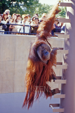Asahiyama Zoo02.jpg