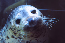 Asahiyama Zoo04.jpg