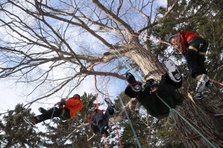 Tree_Climing01.JPG
