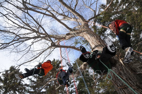 Tree_Climing01.JPG