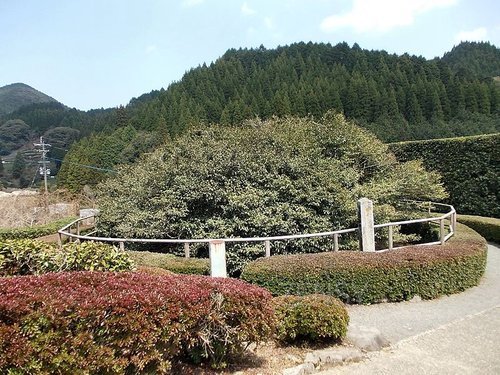 大茶树.jpg