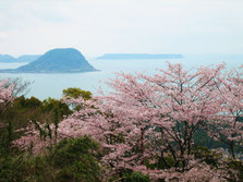 鏡山の桜.jpg