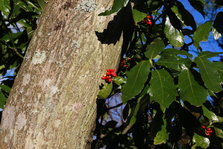 IMG_2476.JPG