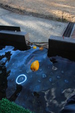 IMG_2485.JPG