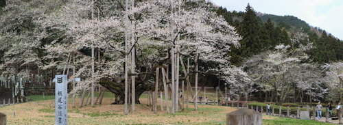 全景图根尾谷淡墨樱.JPG