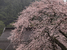 高野山光盘