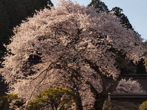 #1-2 Kasa-zakura