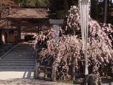 #2 Sidare-zakura
