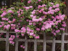 #5-1 Rhododendron