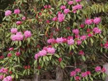 #5-2 Rhododendron