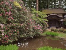 #6 Rhododendron