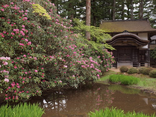 #6 Rhododendron
