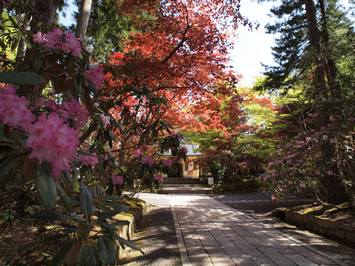 #8 Rhododendron