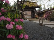 #10 Rhododendron