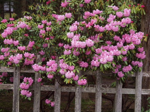#5-1 Rhododendron