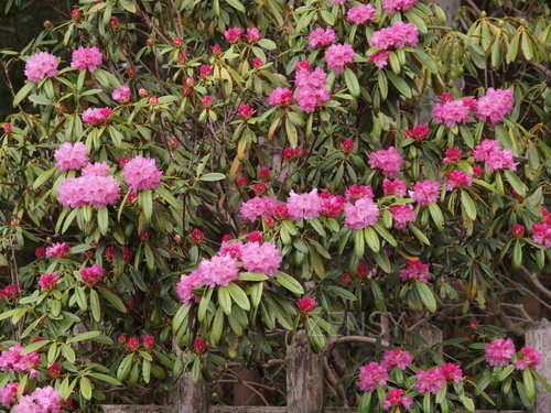 #5-2 Rhododendron