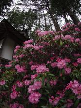 #7 Rhododendron