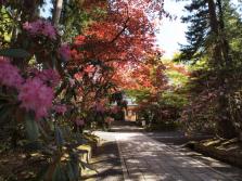 #8 Rhododendron