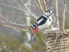 清さと 07 野鳥