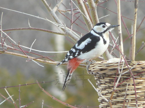 清さと 07 野鳥