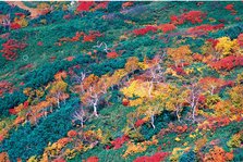旭岳紅葉