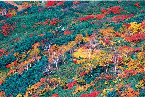 旭岳紅葉