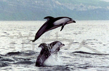 whale_12