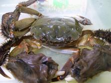 缁