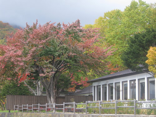 １０月紅葉の頃①