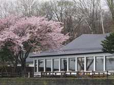 ５月　桜の頃①