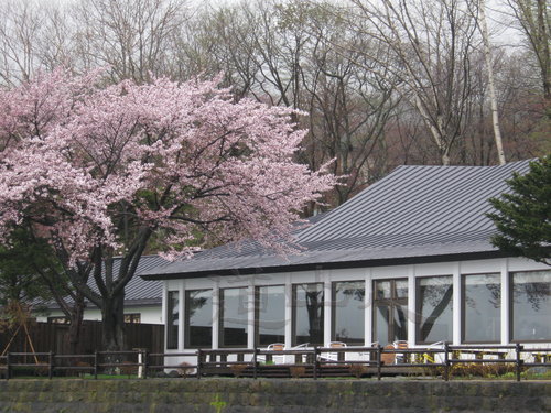 ５月　桜の頃①