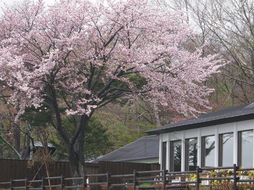 ５月　桜の頃②