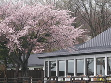 ５月　桜の頃③